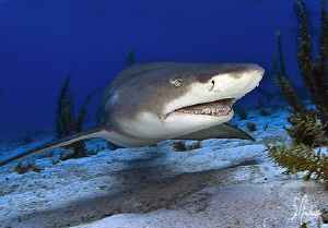 Lemon Sharks are always smiling when divers are present a... by Steven Anderson 